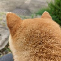 石川昌義 (@shibainutamaran) 's Twitter Profile