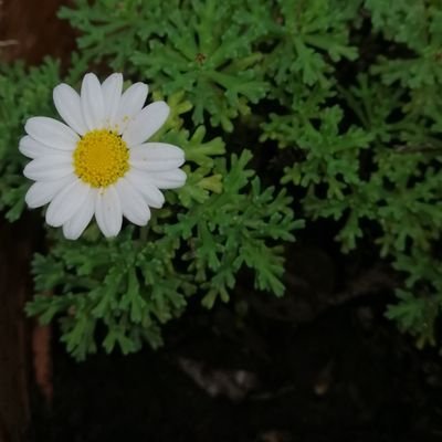 CarlosCarcus62's profile picture. 