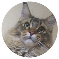祐猫✖️Maximum The Giant (@maximum0224) 's Twitter Profile
