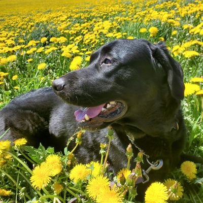 NathanHeuston's profile picture. 