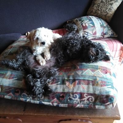 granddood's profile picture. NZ country life. Dogs, trees, whanau. Quiet observer of world affairs.