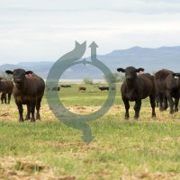 Carbon Cycle Institute (@instcycle) 's Twitter Profile