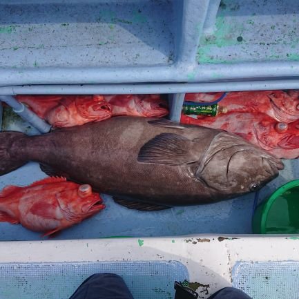 東京鮫洲の釣り船　 和彦丸せんちょーです
Fishingboat🛥　TokyoSharks🦈  Kazuhikomaru