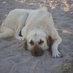 DogMan Of Didim (@dogmandidim) Twitter profile photo DogMan Of Didim (@dogmandidim) Twitter profile photo