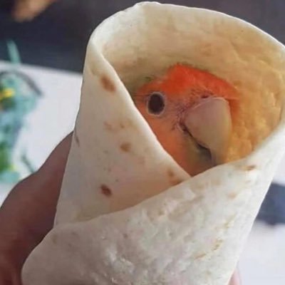 me gustan los pajaros