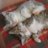chachacha919's profile image
