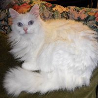 Spicy the Cat (@catnamedspicy) 's Twitter Profile