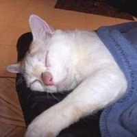 EdFatherOfCats (@edfatherofcats) 's Twitter Profile Photo EdFatherOfCats (@edfatherofcats) 's Twitter Profile Photo