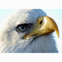 Arizona Veteran (@veteran_arizona) 's Twitter Profile