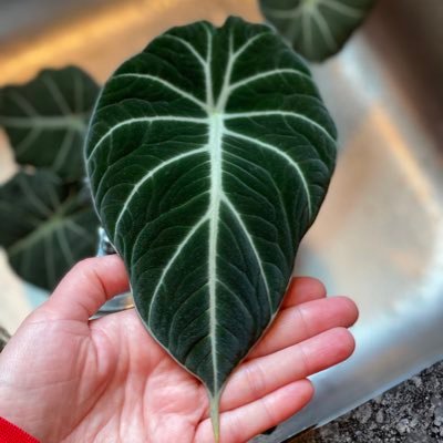 jencallahan's profile picture. Excelsior ✨