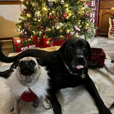 LinnCollins13's profile picture. 🇱🇷A good heart ❤️ person,am very involved with my church, and I love my country 🇱🇷🇱🇷❣️⛪💒🇱🇷🇱🇷