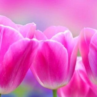 Ln2yAgQXPkWjfsg's profile picture. 朝☀️は、毎日　小鳥の囀りで目覚めます♪何という贅沢そして､何という幸せ💖なのでしょう〜💕