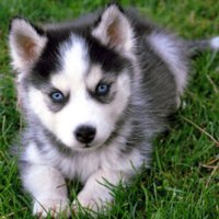 Puppy Alex (@alexandersmit28) 's Twitter Profile