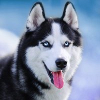 Husky(s) Every Hour | 每小時哈士奇 (@hourlyhusky) 's Twitter Profile