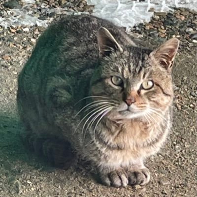 のらりくらり、自由気ままにゆっくりと^^ フォロー、いいねが勝手にはずれる、消える不具合があります(基本的に1度フォローした方、いいねしたポストは自分からフォロー、いいねをやめる事はありません。変なアカウントを除く)