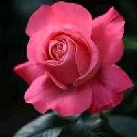 hasan (@hasan85054317) 's Twitter Profile Photo hasan (@hasan85054317) 's Twitter Profile Photo