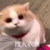 明月明月夜 (@scmingyue) Twitter profile photo 明月明月夜 (@scmingyue) Twitter profile photo