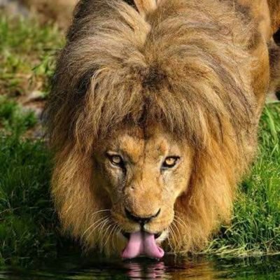 EmperorJush's profile picture. 