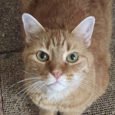 Hi, I’m Tigger! I’m a friendly, affectionate, playful lap cat, and the constant companion to @cbaldyscience! 😺 Gotcha Day 9/25/2020 😸