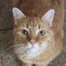 OrangeDude2020's profile picture. Hi, I’m Tigger! 😺 I’m a friendly, affectionate, playful lap cat, and the constant companion to @cbaldyscience! 😸 Gotcha Day 9/25/2020 😺