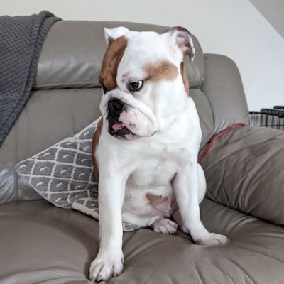 I am Tia an expressive English Bulldog with a sassy personality . Tiktok @tiaenglishbulldog