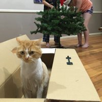 Cat In Box 🐈📦🇦🇺🚺🧘‍♀️(@brearley103) 's Twitter Profile Photo