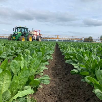 Wij telen graan, graszaad, uien, wortelen, witlof, aardappelen en suikerbieten. #trotsopdeboer