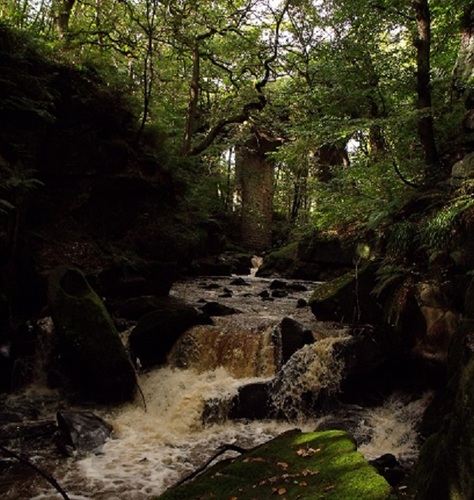 HealeyDell1's profile picture. The River Spodden has carved its way through the woodlands down the thousands of years, creating delightful scenery nature reserve.