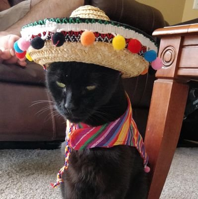 KinkoD200's profile picture. 