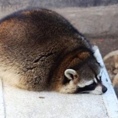 Chub 23 y-o/ Occasionally protect my account to exterminate bots/ Minors are not welcomed, you may stalk but don't interact or let me know/ Main@/HornyPotato710