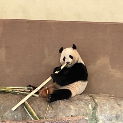 kaaaaajin's profile picture. 30歳未経験でエンジニア転職したけど、自分には無理だと思い半年で退職し事務職に戻った私の日常。