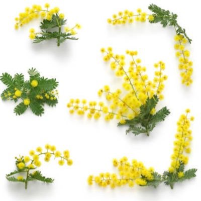 mimozarrrl's profile picture. 愚痴垢のつもりだったマタ垢を卒業した人。子3人、小3・小1・1歳、4-0-1-3初期流産経験あり。夫激務、ワンオペ。仕事復帰したのに転勤で辞めたよ！→またオペ室で仕事してるよ！