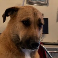 Doodlesmom (@realsarcasmhere) 's Twitter Profile