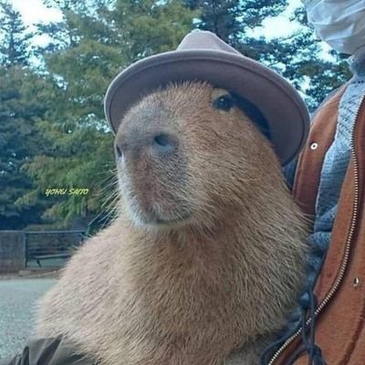 Capybara