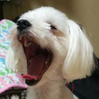 怒・M (@masaim1109) 's Twitter Profile