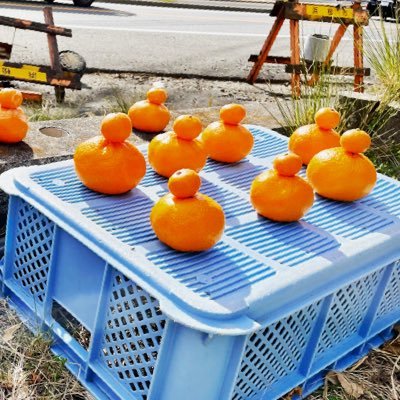 shamhemlock's profile picture. くるま好き、おんがく好き、たべるの好きなせっかちです