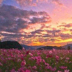 Priscil140219's profile picture. 14-07 
i love the sky