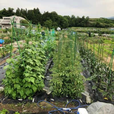 大阪で無人販売所を営業と野菜の配達をしています🥬v系好き最近VTuberも趣味に🎙️スイーツ好き🍰x始動2023年12月☀️シェア畑アドバイザー🥦#シェア畑 気軽にフォローしてくださいね🍅出来るだけフォローバックします🎶 サブ垢は@naoyuusaien