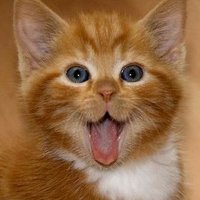 🐱 Gina 🐱 (@ginar2244) 's Twitter Profile