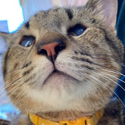 ねこねこ亭の小さな命を守る会💓うちは訳あり保護猫のみです。活動を応援いただけると嬉しいですさんのプロフィール画像