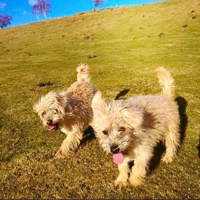 AngryYodaForce's profile picture. A short, bald, Welsh Font of knowledge. Solver of problems, Defender of righteousness, feared by the wicked. nice chap.