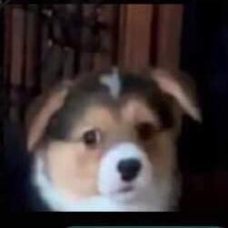 Mercer_KX's profile picture. 