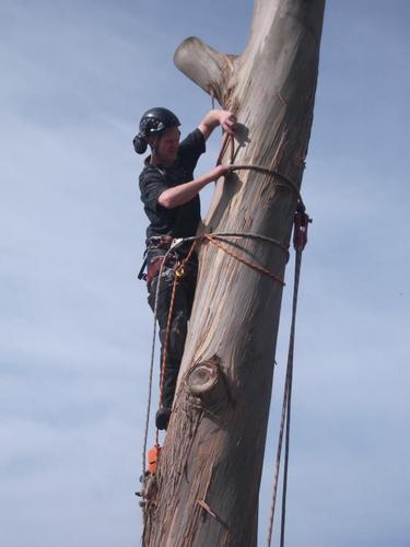 A Kent and Sussex based team of experienced tree surgeons with expert arboricultural knowledge, genuine interest in horticulture and years of experience