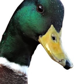 Senor duck