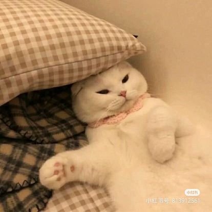 FYinku's profile picture. 记得说晚安