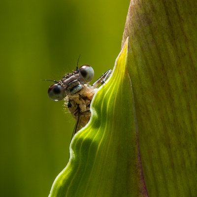 Wildlife photographer, moth-er and birder. Mainly focusing on moths in North Hampshire and North Staffs. Always my own photographs except where stated.