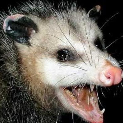 Tasty_Glue's profile picture. Glue Enthusiast.
Car.
Hog Cranker.