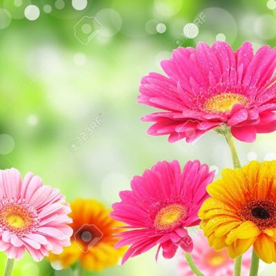 🌺Zümra Nur.💫🌟🍀 Profile