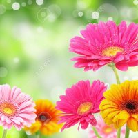 🌺Zümra Nur.💫🌟🍀 (@zumranuryc) Twitter profile photo