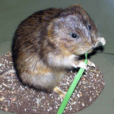 krusol_da's profile picture. 